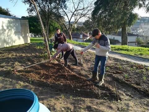 Sementeira de nabiças